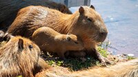 ¿Es legal tener un capibara como mascota? Esto dicen las leyes mexicanas