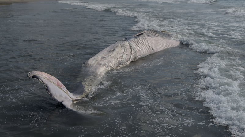 Hallan sin vida a ballena de 12 metros en Playas de Tijuana; Profepa investiga el caso