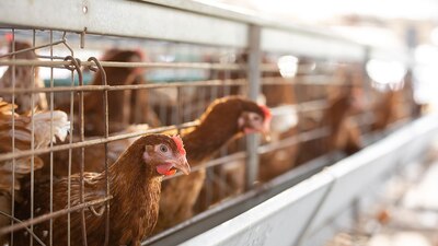 Se procederá a la vacunación de aves