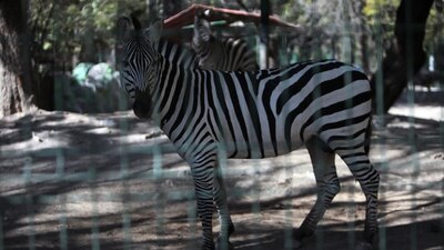 Profepa determinará si hay responsabilidades administrativas o penales