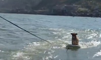 VIDEO: Perrito surfista conquista las olas de Veracruz y se hace viral en redes