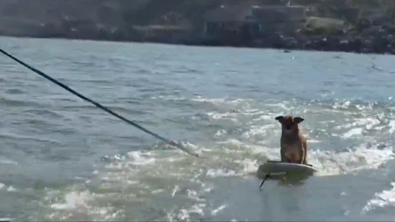 VIDEO: Perrito surfista conquista las olas de Veracruz y se hace viral en redes