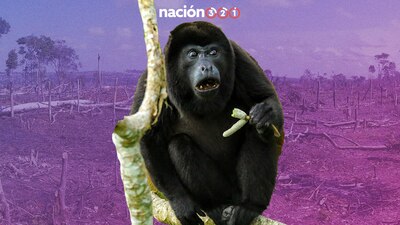 Los primates  caen muertos de los árboles por el calor