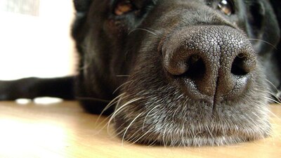 La secuenciación del nuevo coronavirus canino mostró genéticas similares a las encontradas en SARS-CoV-2