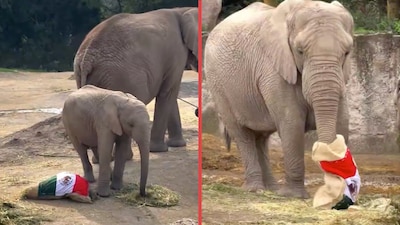 ¿Nuevo acierto? El elefante de Africam Safari predice triunfo de México sobre Chequia