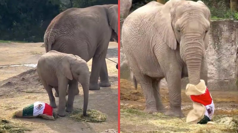 VIDEO: El elefante de Africam Safari predice triunfo de México sobre Chequia
