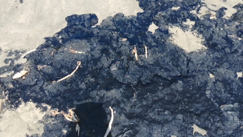 Derrame de petróleo en Veracruz afecta a flora y fauna en playas de Tabasco, denuncian