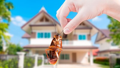 En época de calor suelen aumentar su actividad