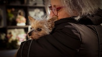 Impulsan 3 días de licencia laboral por muerte de una mascota: esto plantea la iniciativa