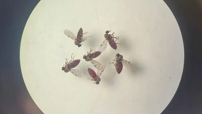 La enfermedad es trasmitida principalmente por la picadura de un insecto conocido como jején