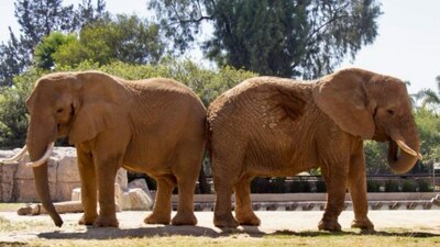 'Ely' y 'Gipsy' disfrutan de las actividades que les preparan, asegura la Secretaría del Medio Ambiente CDMX