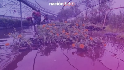 Los altos niveles en el agua serán perjudiciales para la planta, ya que la contaminación hará que estas marchiten