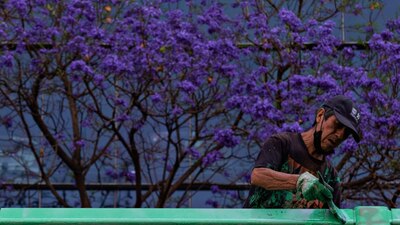 Distintos seres vivos dependen de esta flor