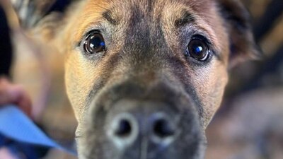 La Sedema señaló que esta jornada “representa un regalo para los animales de compañía”