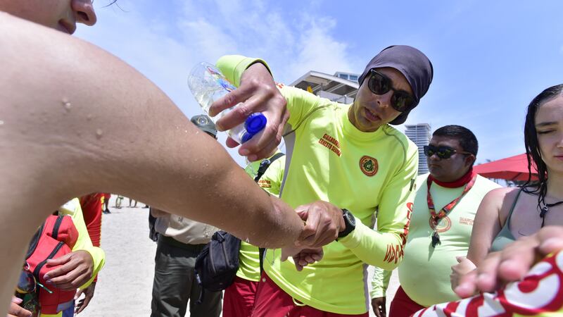 Alertan presencia de medusas en playas de Puerto Vallarta en plena Semana Santa