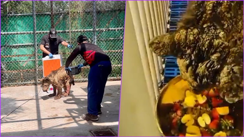 Tras denuncias de maltraro, trasladan a la osa ‘Mina’ a fundación en Hidalgo