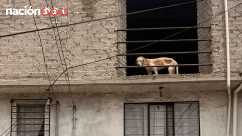 Exhiben a perrito con extrema delgadez en azotea de la Venustiano Carranza; acusan maltrato animal
