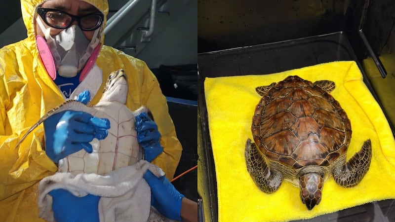 FOTOS: Logran salvar a tortuga verde afectada por chapopote en Alvarado, Veracruz