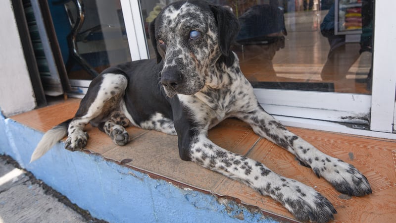 Hallan presunto cementerio clandestino de mascotas en Jalisco; indagan posible fraude en cremaciones