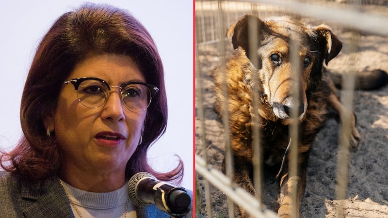FGJEM inicia investigación contra exalcaldesa que admitió ordenar sacrificio de 10 mil perros