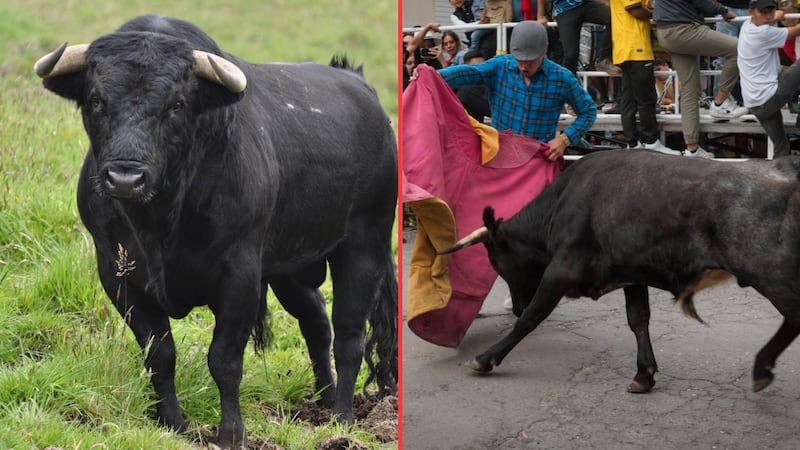“Bravura de toros es su razón de ser”: prohibición de corridas amenaza a la especie, advierten