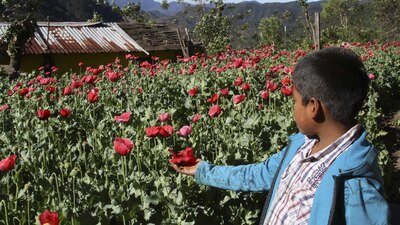 En la sierra de Guerrero se siembra esta planta