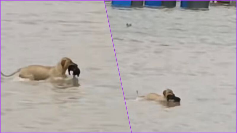 VIDEO: Perrita salva a su cachorro de inundación en Reynosa, Tamaulipas