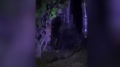 De manera extraoficial, se expone que el gorila se escapó del Edomex