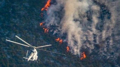 Para reforestar la zona afectada, un experto en medio ambiente estima que se requieren mil 300 árboles por hectárea