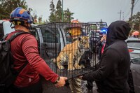 FOTOS: Así fue el rescate de un cachorro de tigre de bengala, en Lomas Verdes