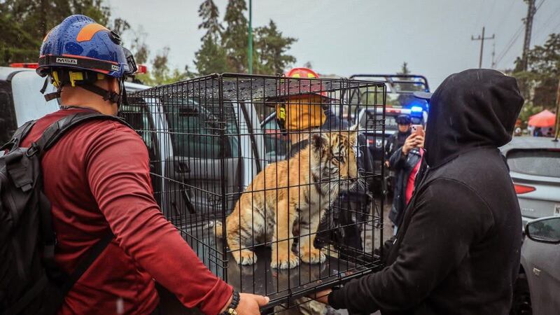 FOTOS: Así fue el rescate de un cachorro de tigre de bengala, en Lomas Verdes