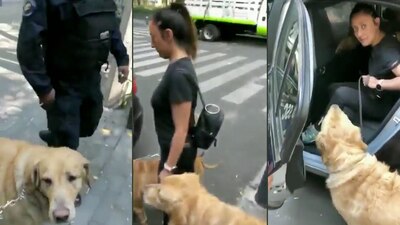 La dueña y sus mascotas fueron llevados ante un juez