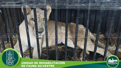 Yenika fue decomisada en Huejutla, Hidalgo, al detectar maltratos en su contra.