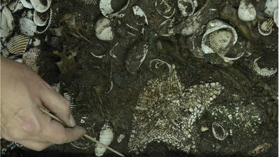 La estrella descubierta se conoce como "galleta de chispas de chocolate"