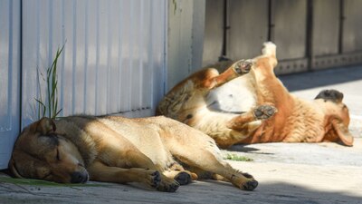 Animalistas se manifestaron por los casos de maltrato en la entidad