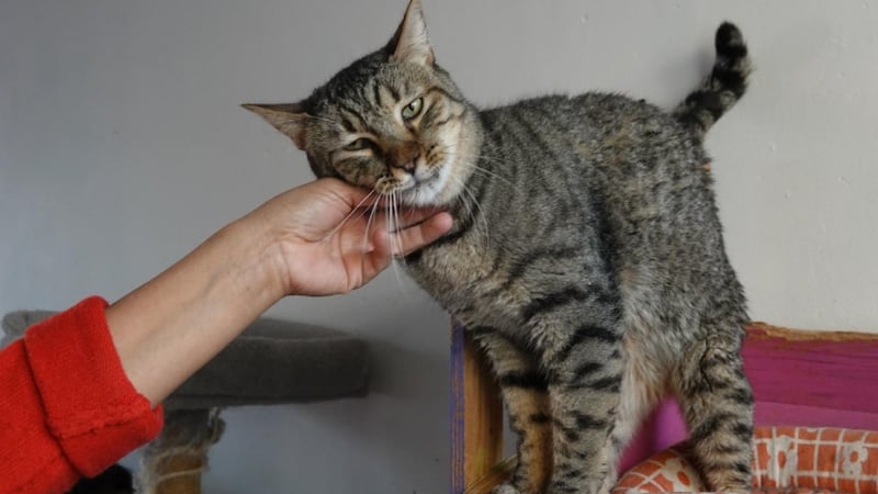 Ronroneos que sanan: la UNAM revela los beneficios terapéuticos de convivir con gatos