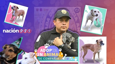 Ellos son algunos de los lomitos que esperan una oportunidad de ser parte de tu familia