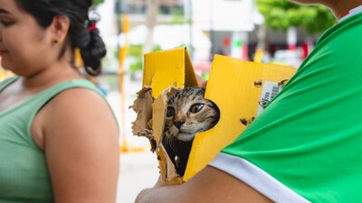 Se inició la vacunación antirrábica canina y felina, casa a casa en un radio de un kilómetro alrededor del gato enfermo
