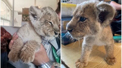 A la leona bebé la canalizaron a Predio o Instalaciones qué Manejan Vida Silvestre (PIMVS)