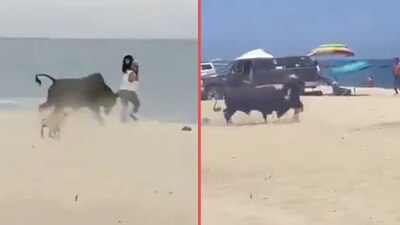 El toro llegó perseguido por perros