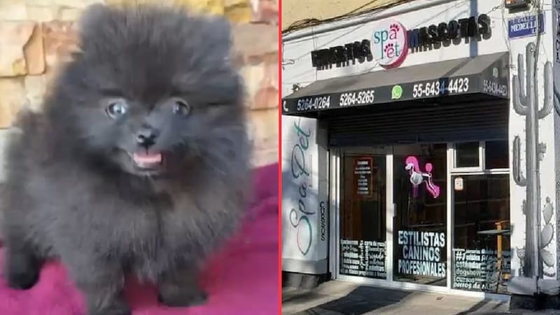¿Qué sabemos del caso de la muerte del perrito ‘Coco’ en una estética canina de la CDMX?