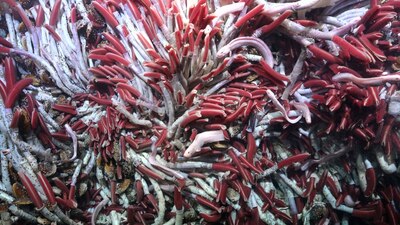 Encontraron nuevos campos de ventilación nunca antes vistos