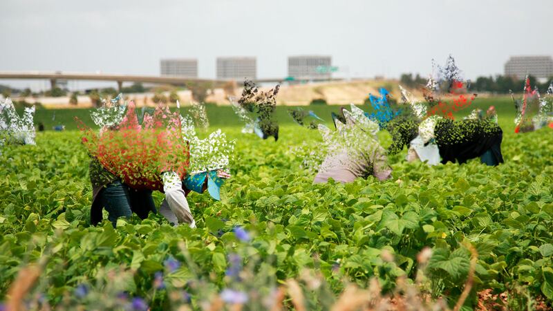 Un día sin mexicanos: ¿ficción que se vuelve realidad?