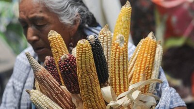 Los senadores reprobaron el acuerdo de AMLO para prohibir la importación de maíz transgénico.