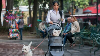 Un diputado presentó una propuesta para que tus 'perrijos' puedan verse beneficiados con más derechos