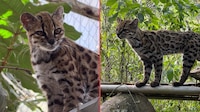 Descubren en Bolivia una nueva especie de felino: así es el ‘Leopardus tilcayo’