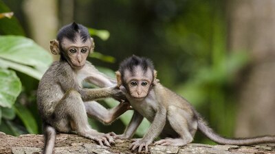 Un grupo de monos atacó a un asistente de laboratorio y escapó con un lote de muestras de análisis de sangre