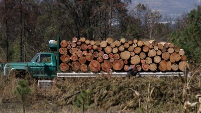 La diputada local no descartó que haya autoridades coludidas con la tala ilegal en la zona
