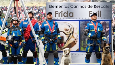 Frida y otros perritos que forman parte del equipo de "Búsqueda y Rescate" de la SEMAR participaron en el desfile