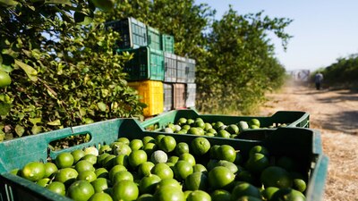 Limoneros cerraron indefinidamente la comercialización, por motivos de inseguridad